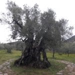 Aeltester olivenbaum Italiens